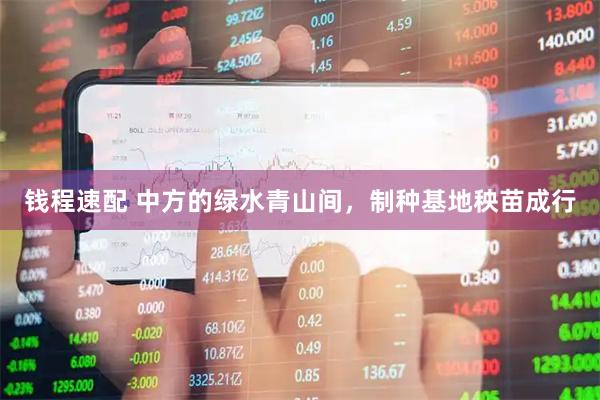 钱程速配 中方的绿水青山间，制种基地秧苗成行